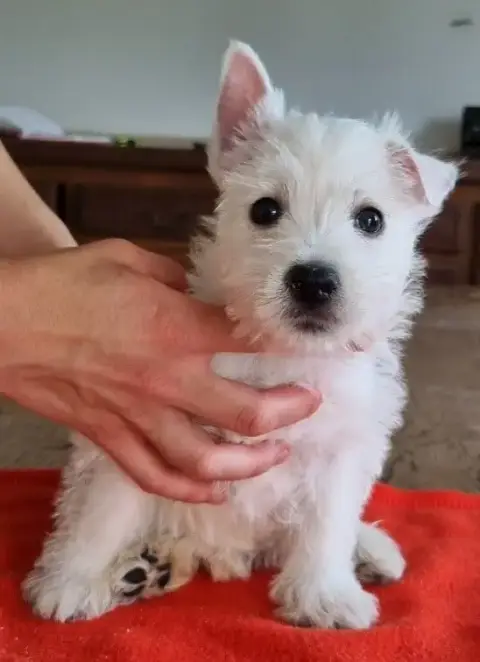West Highland White Terrier  Chiot N°5 681 Des Hirond f62d6 photo 3