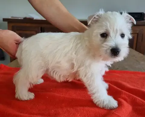 West Highland White Terrier  Chiot N°3 008 Des Hirond 8c0cf