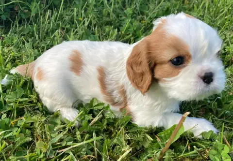 Cavalier King Charles Spaniel  Chiot N°3 Des Collines f6102