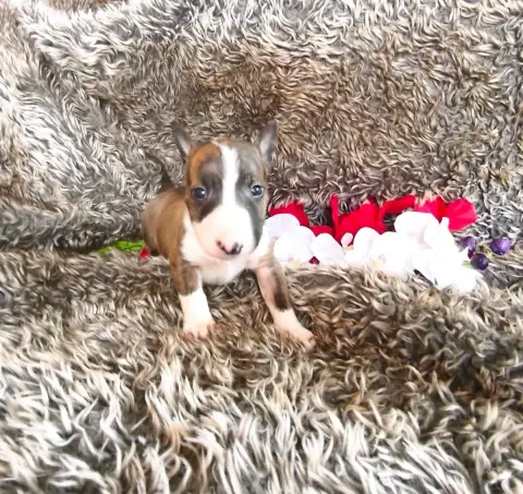 Bull Terrier Miniature  Chiot N°4 Of Secret'S Sources f089a