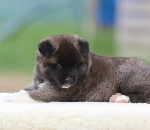 Akita Americain  Barbie Girl De Daybreak Northern photo 3