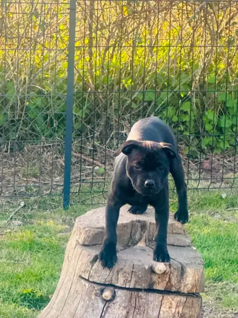 Staffordshire Bull Terrier  Asap Hot Rever’S