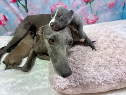 Whippet photo 2