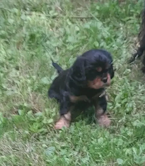 Cavalier King Charles Spaniel  Betty Du Tison D'Argen c9b33
