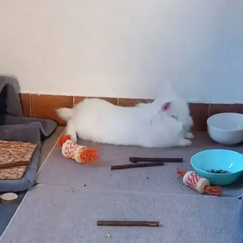 Lapin Abyad