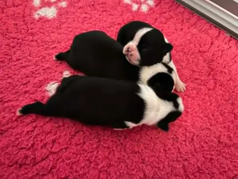 Boston Terrier  Femelle 3 L'Aige De La Tournelle
