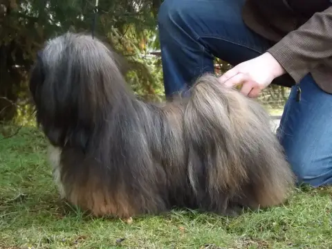 Lhassa Apso  Chiot N°2 De Dame Nature