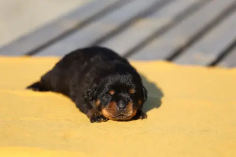 Rottweiler  Collier Bleu Von Schwarzer Beschützer