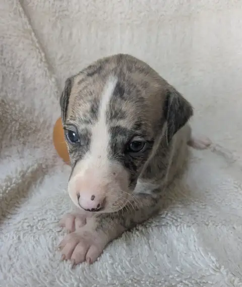 Whippet  Britranie De Rockalma