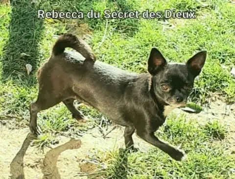 Chihuahua  Chiot 1 Du Gang Des Calinounoux photo 3