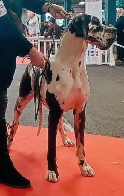 Dogue Allemand  "B" Des Gardiens De Prailles photo 2