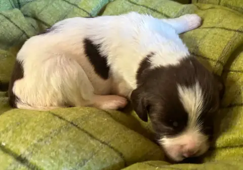 English Springer Spaniel  B................... Des Et f44da photo 2
