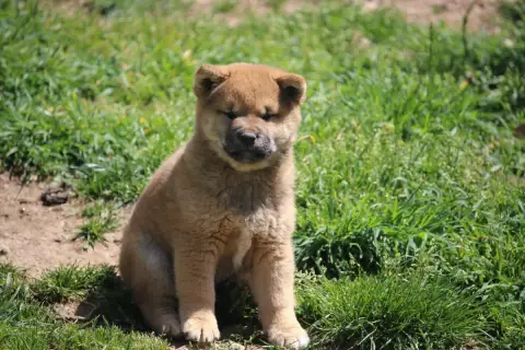Shiba  Baiko De Trotapel
