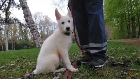 Berger Blanc Suisse  Aston Des Petites Pattes Blanche 70d7c photo 2
