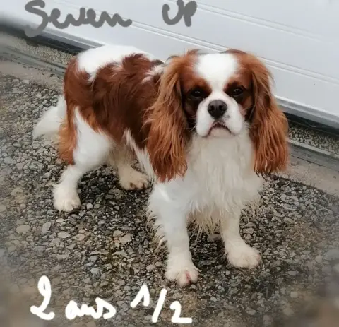 Cavalier King Charles Spaniel  Disponible Chez Topaze a48b1 photo 2