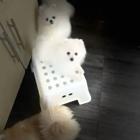 Spitz Nain- Pomeranien