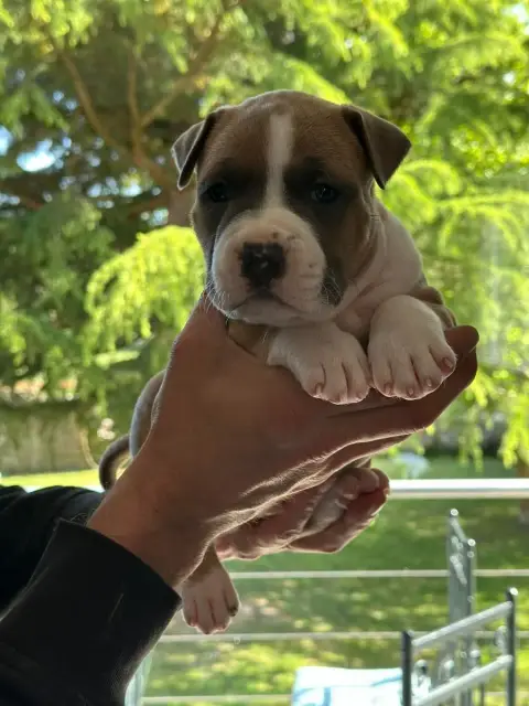 American Staffordshire Terrier  Barclays Maison Vannb 4cdc6