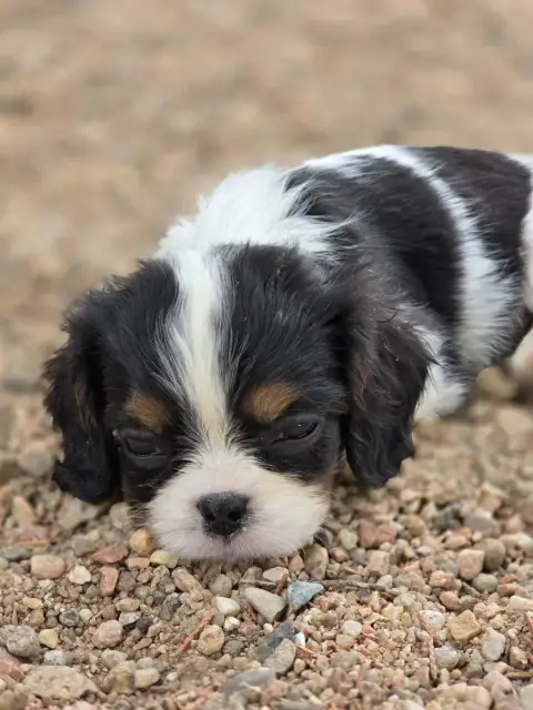 Cavalier King Charles Spaniel  Chiot N°2 Des Deux Che e4cd6 photo 2