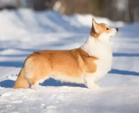 Welsh Corgi Pembroke  Belmondo De La Folle Emprise photo 2
