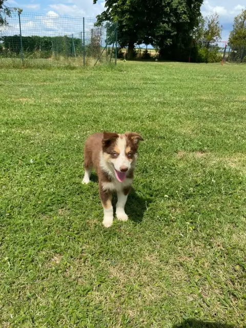 Border Collie  Chiot N°2 Des Gardiens D'Athéna