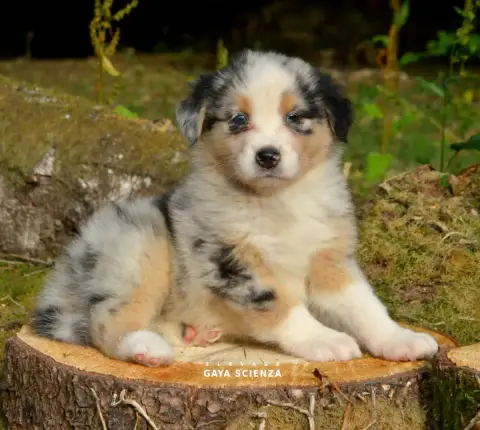 Berger Australien  Chiot N°1 Des Monts De La Gaya Sci 3c990 photo 3