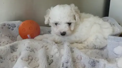 Bichon Frise  Chiot N°2 Du Domaine Des Ecorces
