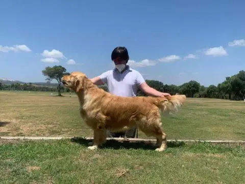 Golden Retriever  Chiot N°2 photo 3
