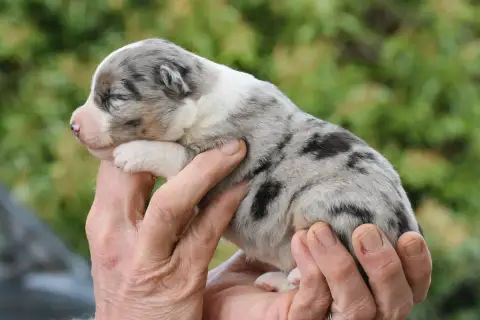 Berger Américain Miniature