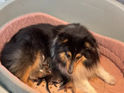 Shetland Sheepdog  Biscuit Gold Du Cèdre Enchanté