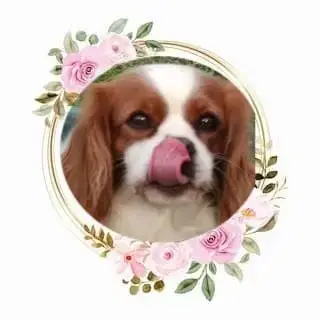 Cavalier King Charles Spaniel  Chiot N°3 D'Ez Mortes  4ebea photo 3