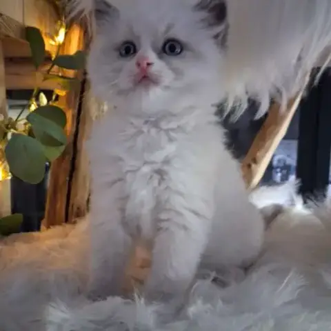 Bingo - Mâle Blue Bicolore Mitted