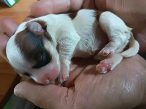 Bichon Havanais  Chiot N°1 Au Bonheur Des Canins photo 2