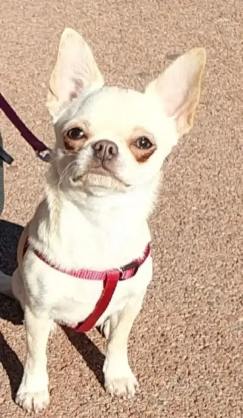 Chihuahua  Chiot 1 Du Gang Des Calinounoux photo 3