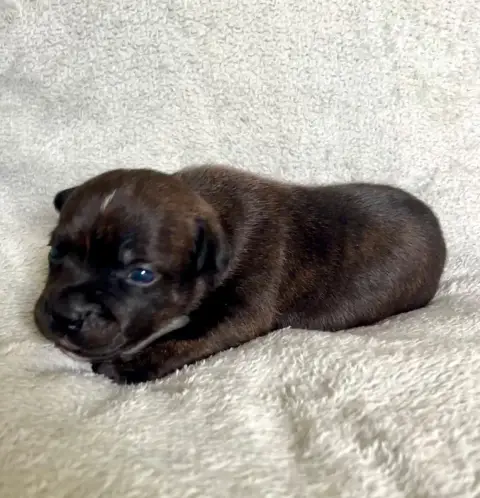 Staffordshire Bull Terrier  Noir Bringé Patasnegras b3527 photo 2