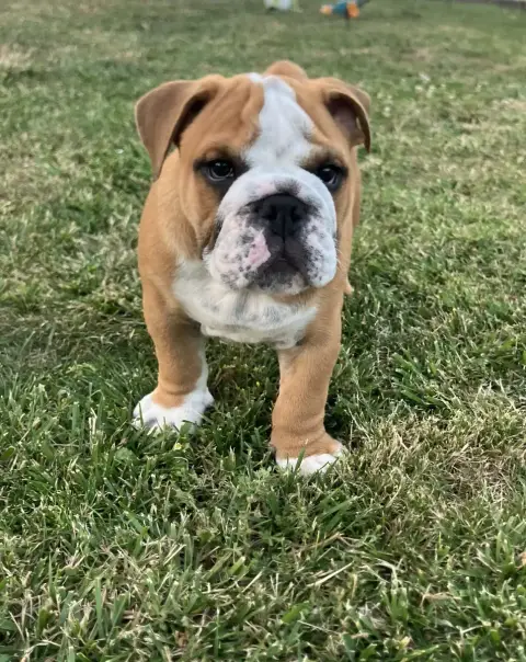 Bulldog Anglais  Boris Du Royaume De Goban photo 2