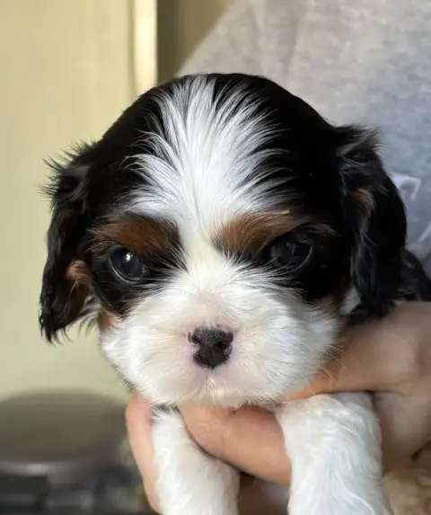 Cavalier King Charles Spaniel  B De Toucy Blue