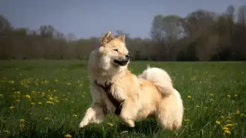 Eurasier  M Vert Des Brumes D'Enez photo 3