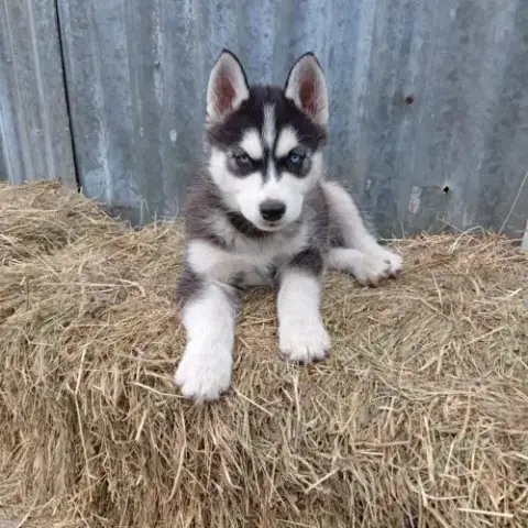 Chiots Husky