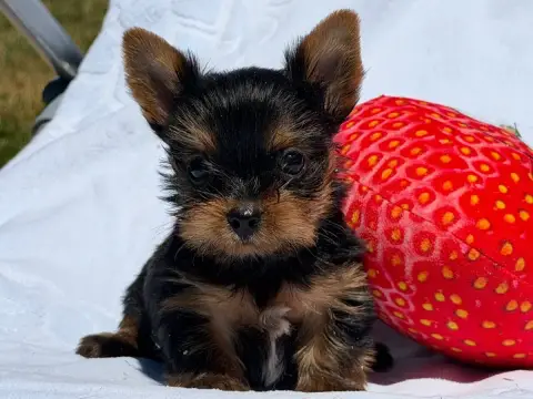 Yorkshire Terrier  Chiot N°2 Du Moulin De Madjurie photo 2