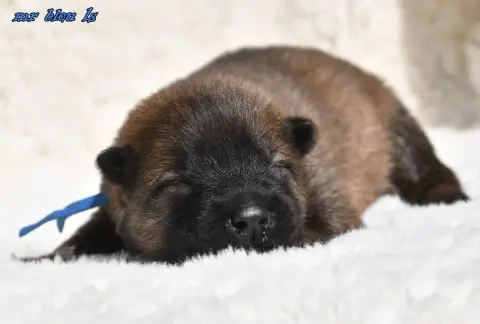 Eurasier  Chiot 4 Des Legendes De Retz photo 3
