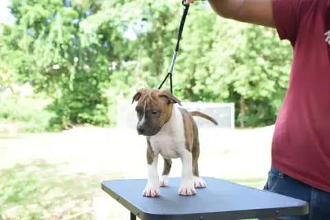 American Staffordshire Terrier  Chiot N°1 Mdk Team