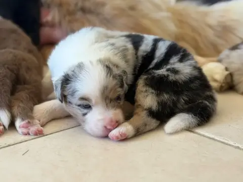 Berger Australien  Chiot 4 Au Royaume Des Jolies Perl 11cff photo 3