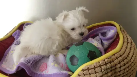 Adopter Bichon Maltais 
                        Chiot N°4 Du  bc042