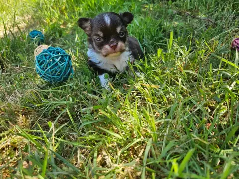 Chihuahua  Chiot N°1 Du Hameau De Selcra