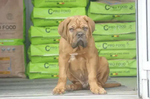 Dogue De Bordeaux photo 2
