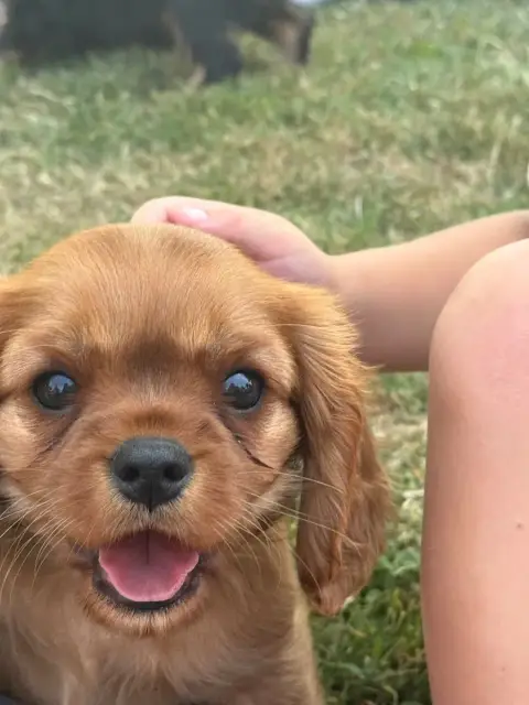Cavalier King Charles Spaniel 
                       55071 photo 3