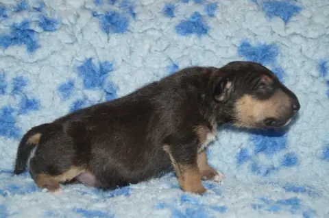 Bull Terrier Miniature  Chiot 2 Du Trésor Des Mines 6d19e photo 3