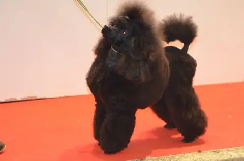 Caniche  Chiot N°1 De La Cascade Saint Nicolas photo 2