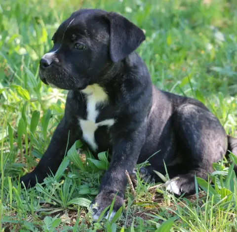 Cane Corso  Billy Boss Dei Protettori Della Corona photo 3