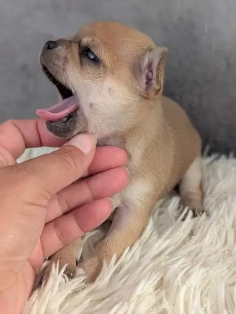 Chihuahua  Chiot N°1 De La Contrée Des Elfes